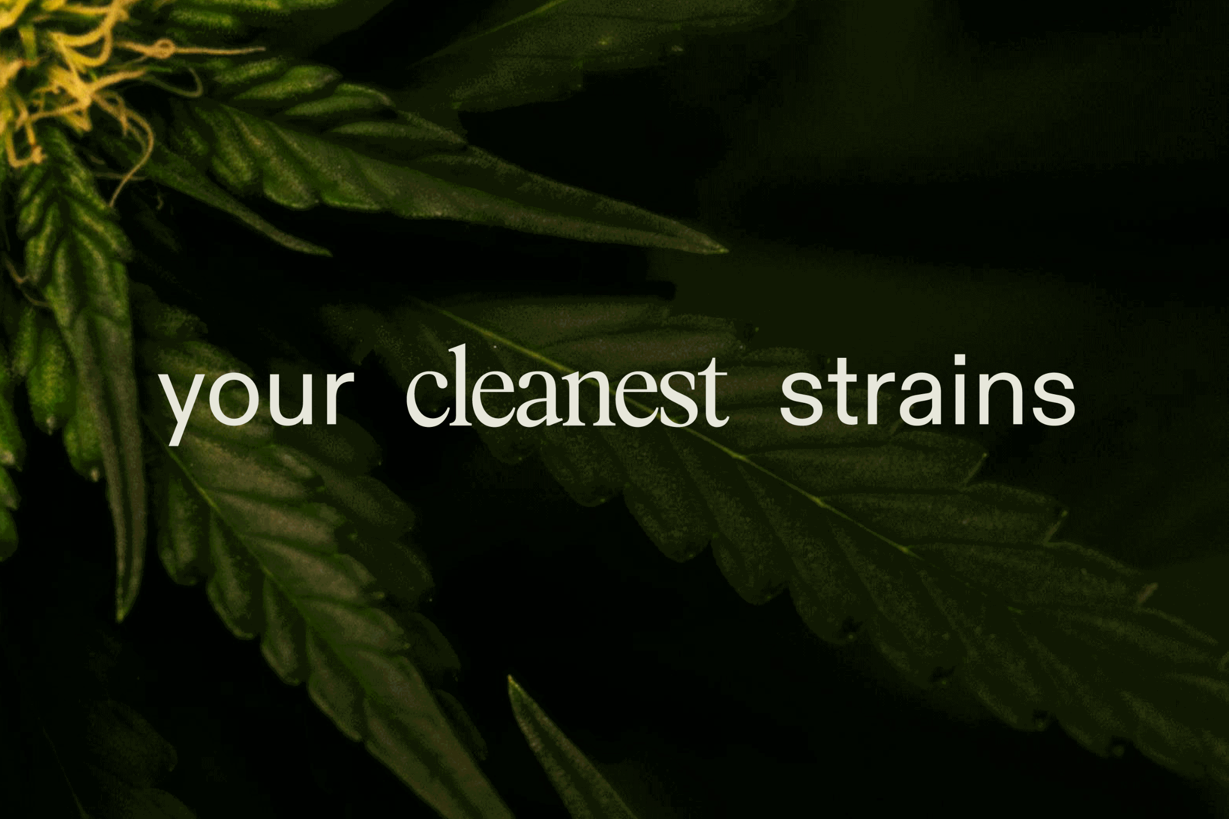 Cannamedical-Header